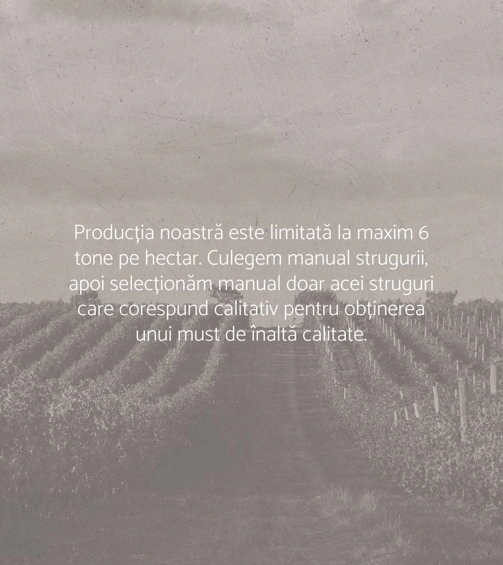 Producția noastră este limitată la maxim 6 tone pe hectar. Culegem manual strugurii, apoi selecționăm manual doar acei struguri care corespund calitativ pentru obținerea unui must de înaltă calitate.