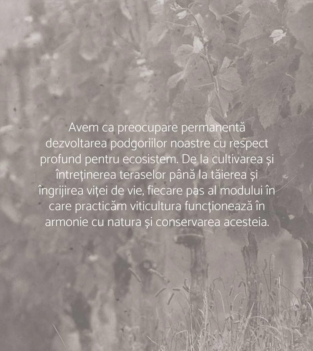 Avem ca preocupare permanentă dezvoltarea podgoriilor noastre cu respect profund pentru ecosistem. De la cultivarea și întreținerea teraselor până la tăierea și îngrijirea viței de vie, fiecare pas al modului în care practicăm viticultura funcționează în armonie cu natura și conservarea acesteia.